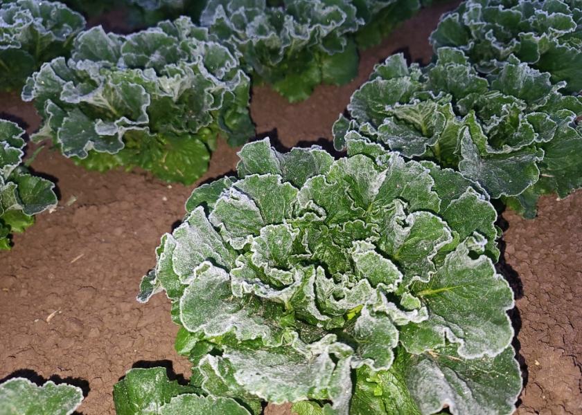 Frost on Yuma lettuce crops delay harvests, more frost expected The